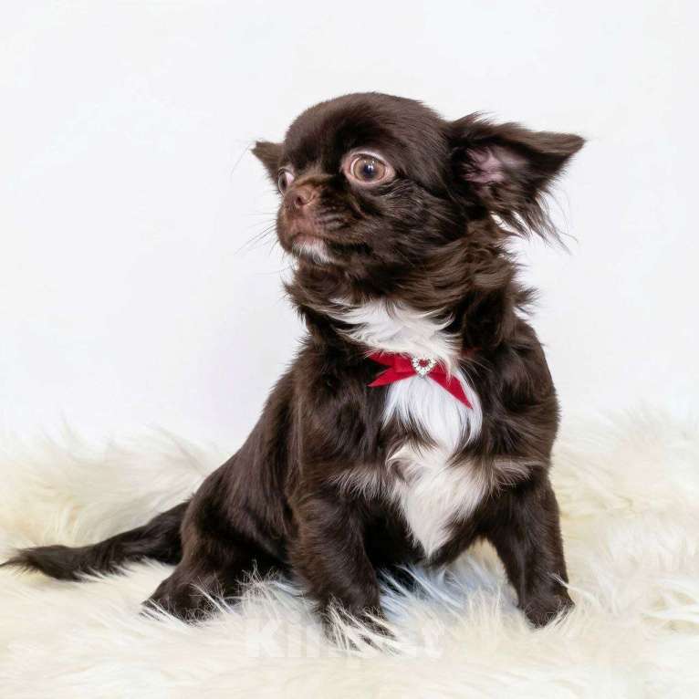 Собаки в Москве: Шоколадный мини мальчик Мальчик, Бесплатно - фото 1