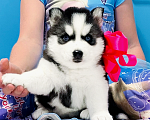 Собаки в Реутове: Хаски Щенки Разных окрасов Разнополые, Бесплатно - фото 1