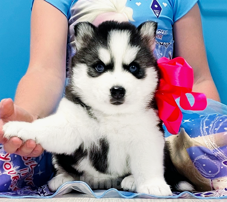 Собаки в Реутове: Хаски Щенки Разных окрасов Разнополые, Бесплатно - фото 1