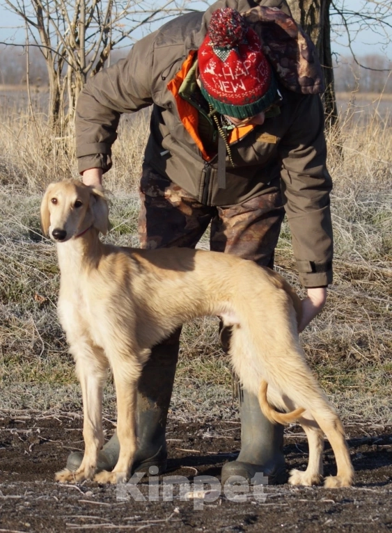 Собаки в Звенигороде: Щенок Тазы с огромным потенциалом! Мальчик, 65 000 руб. - фото 2