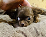 Собаки в Ростове-на-Дону: Мальчики чихуахуа Мальчик, 30 000 руб. - фото 2