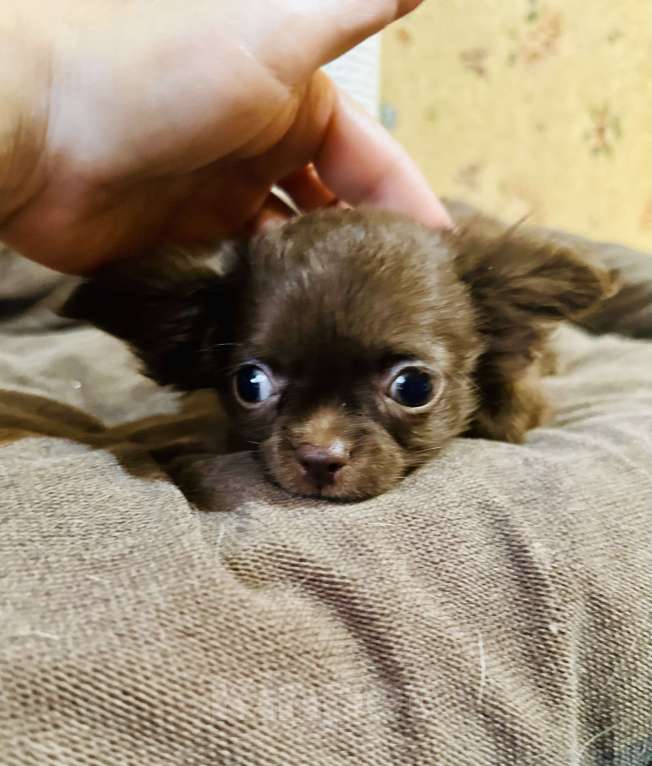 Собаки в Ростове-на-Дону: Мальчики чихуахуа Мальчик, 30 000 руб. - фото 2