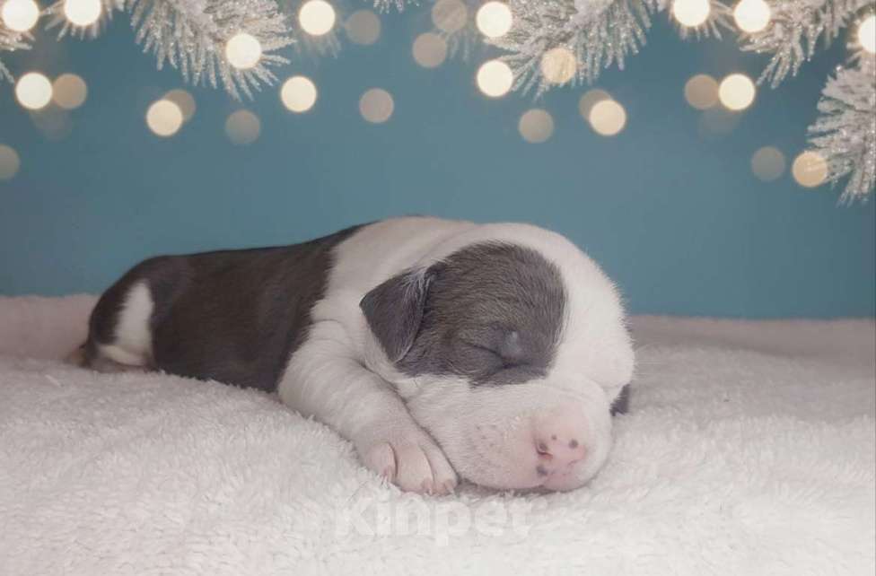 Собаки в Хабаровске: Мощный кобель амстафф Мальчик, 120 000 руб. - фото 3