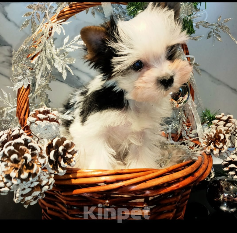 Собаки в других городах Московской области: Маленькое счастье Барби Девочка, 120 000 руб. - фото 3