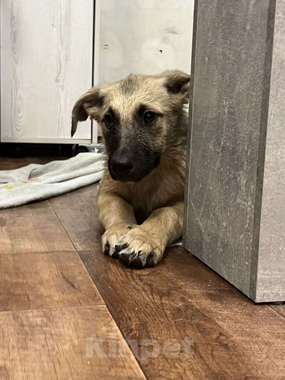 Собаки в Москве: Щенок Виола в добрые руки бесплатно  Девочка, Бесплатно - фото 2