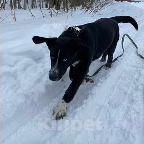 Собаки в Москве: Кускус Мальчик, Бесплатно - фото 5