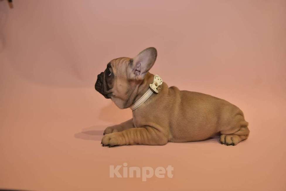 Собаки в Москве: Мальчик французского бульдога  Мальчик, 50 000 руб. - фото 2
