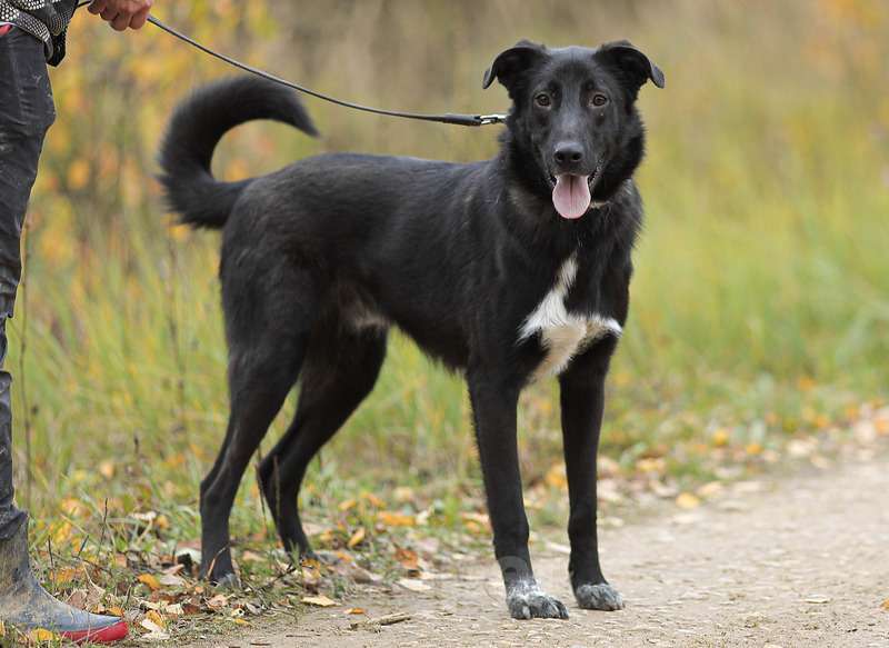 Собаки в Москве: Миша, вырос и грустит в приюте Мальчик, Бесплатно - фото 2