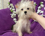 Собаки в Москве: Йорк мини девочка золотая игривая Девочка, 70 000 руб. - фото 7