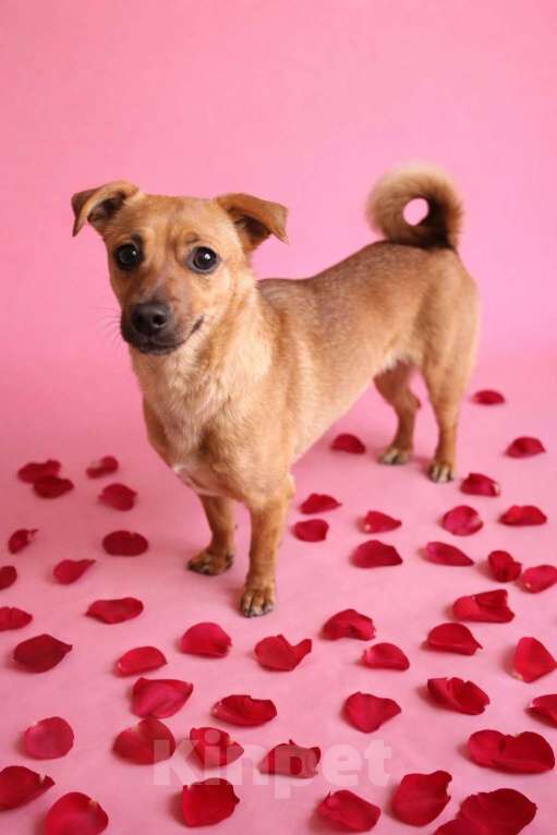 Собаки в Москве: Девочка Нюша ищет дом Девочка, Бесплатно - фото 6