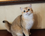 Кошки в Санкт-Петербурге: Ласковый котик  Мальчик, 25 000 руб. - фото 1