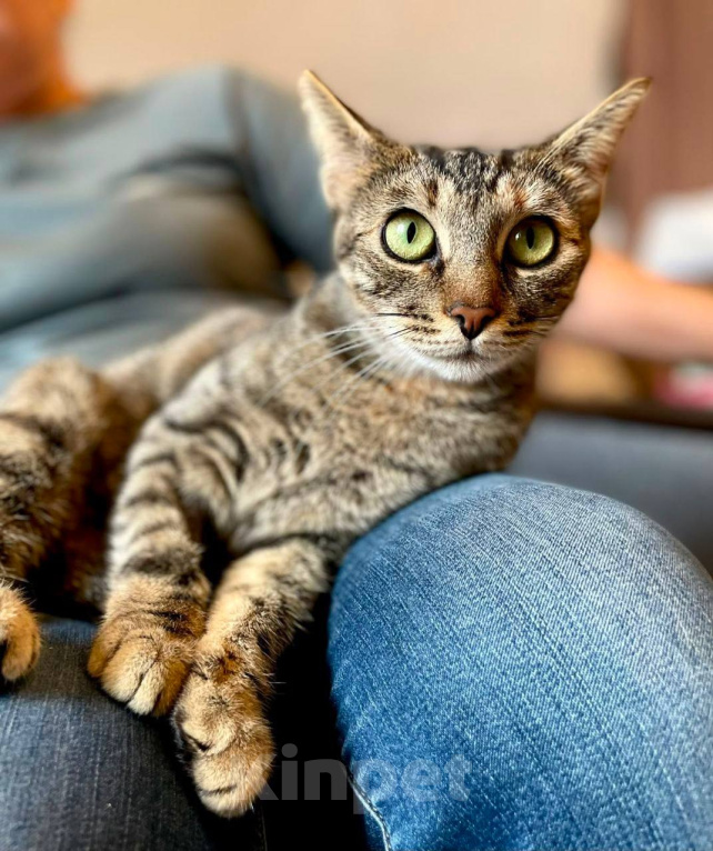 Кошки в Москве: Кошка Симона ищет дом Девочка, Бесплатно - фото 1
