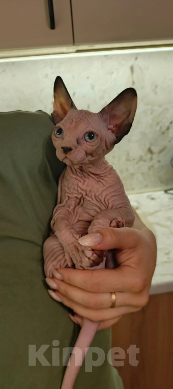 Кошки в Москве: Котята сфинкс Разнополые, 15 000 руб. - фото 1