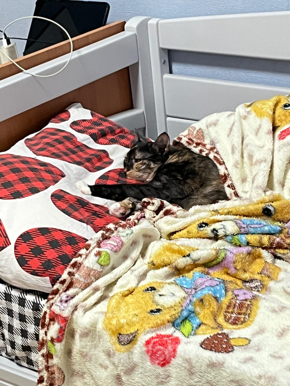 Кошки в Москве: кошечка ищет новый дом Девочка, Бесплатно - фото 7