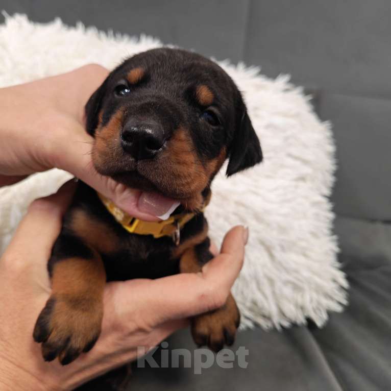 Собаки в других городах Краснодарского края: Щенки добермана Мальчик, 25 000 руб. - фото 4