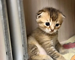 Кошки в Мичуринске: котята шиншильные Разнополые, 4 999 руб. - фото 2