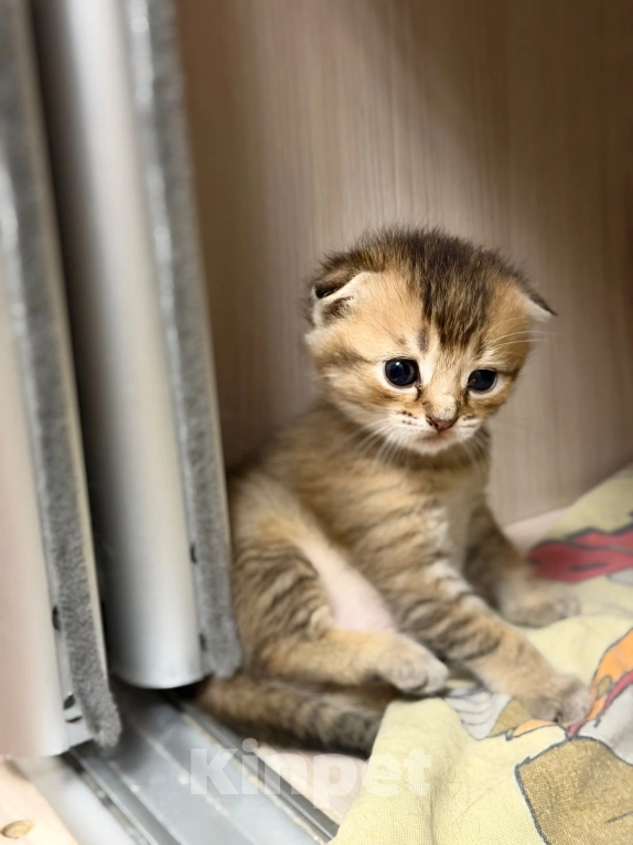 Кошки в Мичуринске: котята шиншильные Разнополые, 4 999 руб. - фото 2