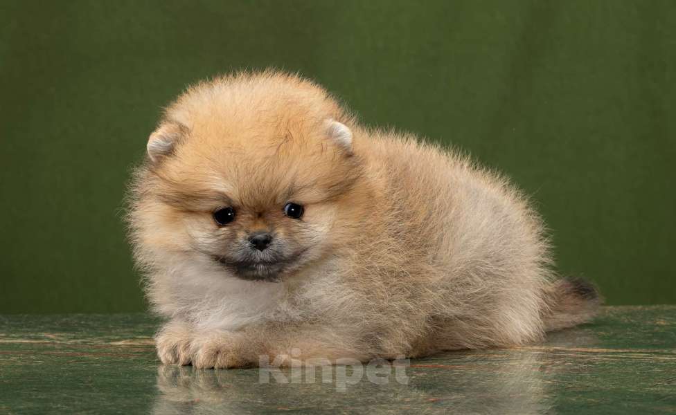 Собаки в Новосибирске: Померанский шпиц Девочка, 50 000 руб. - фото 2