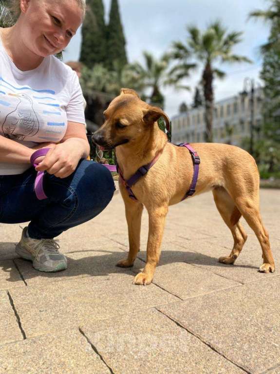 Собаки в других городах Краснодарского края: Метис левретки стерилизована чипирована в дар с доставкой Девочка, Бесплатно - фото 8