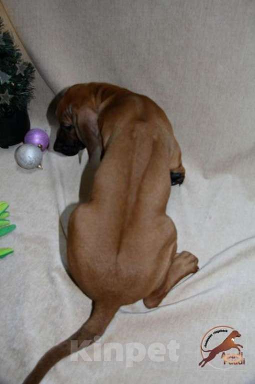 Собаки в Одинцово: Очаровательная девочка стандарт Девочка, 120 000 руб. - фото 2