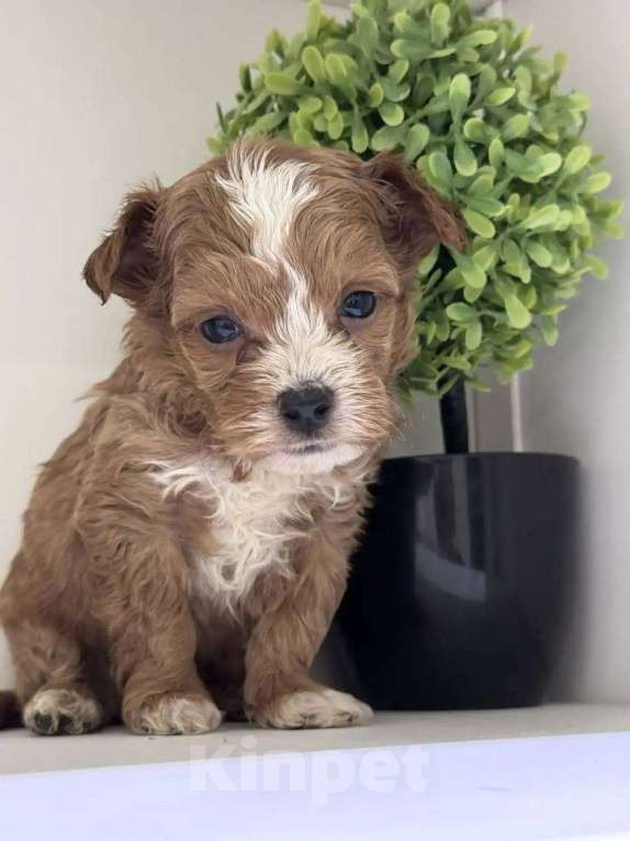 Собаки в Санкт-Петербурге: Мальтипу мальчик Мальчик, 80 000 руб. - фото 1