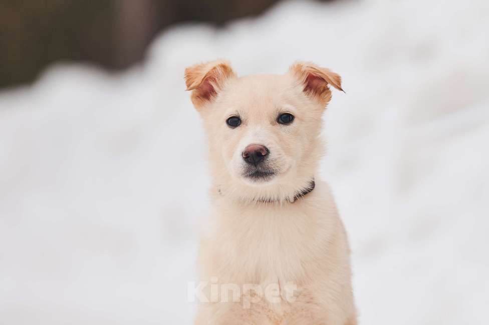 Собаки в Наро-Фоминске: Герцог якутенок команды ппбж Якутска Мальчик, Бесплатно - фото 3