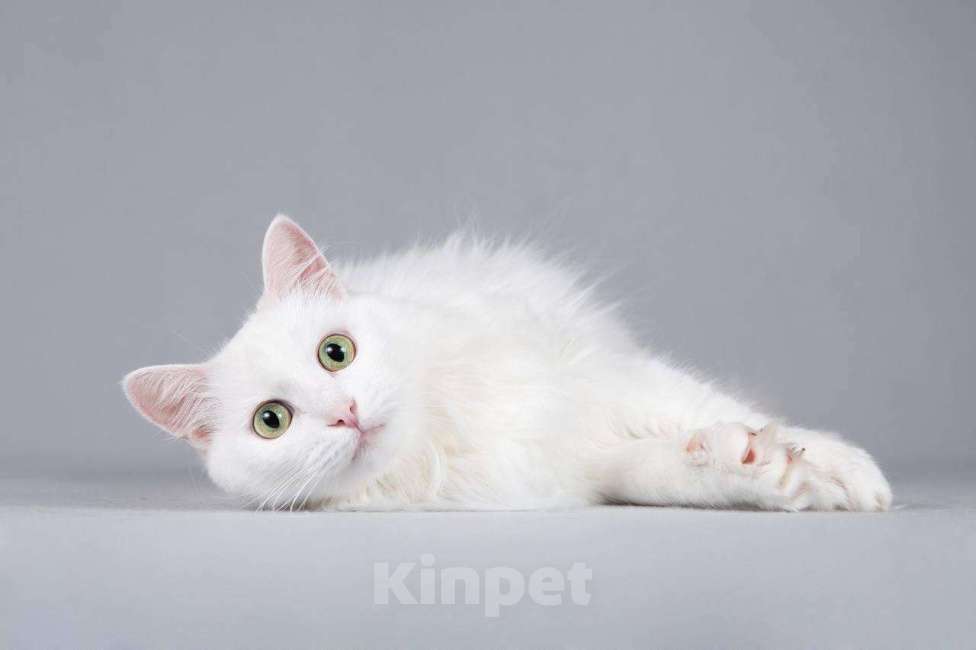 Кошки в Москве: Котик Тимоша ищет доброе сердце. Мальчик, Бесплатно - фото 2