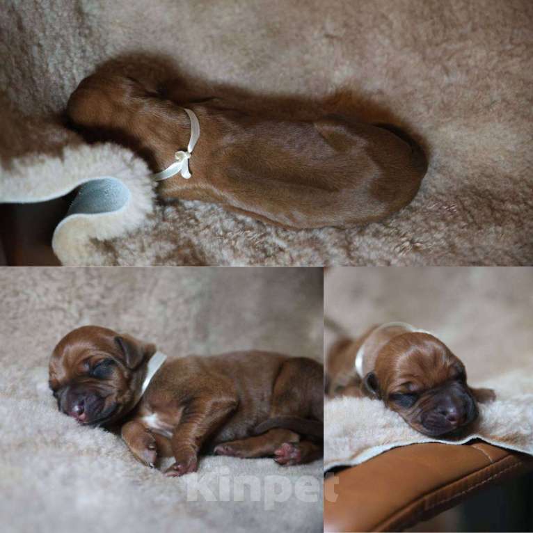 Собаки в Москве: Щенки Родезийского Риджбека 13.07.2025 Девочка, 120 000 руб. - фото 2