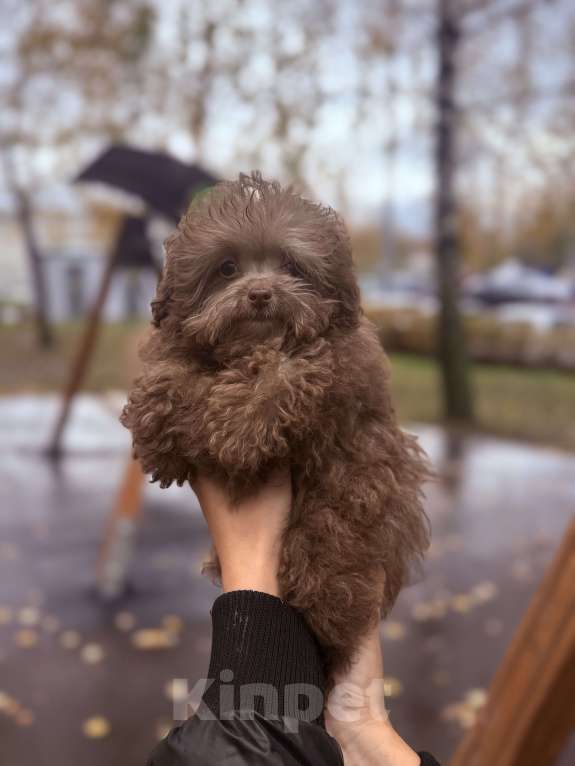 Собаки в Москве: Той пудель импорт Китай 🇨🇳  Девочка, 330 000 руб. - фото 2