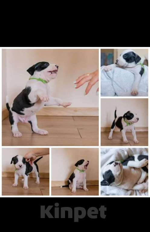 Собаки в Ивантеевке: Щенки от чемпионов Разнополые, 50 000 руб. - фото 5