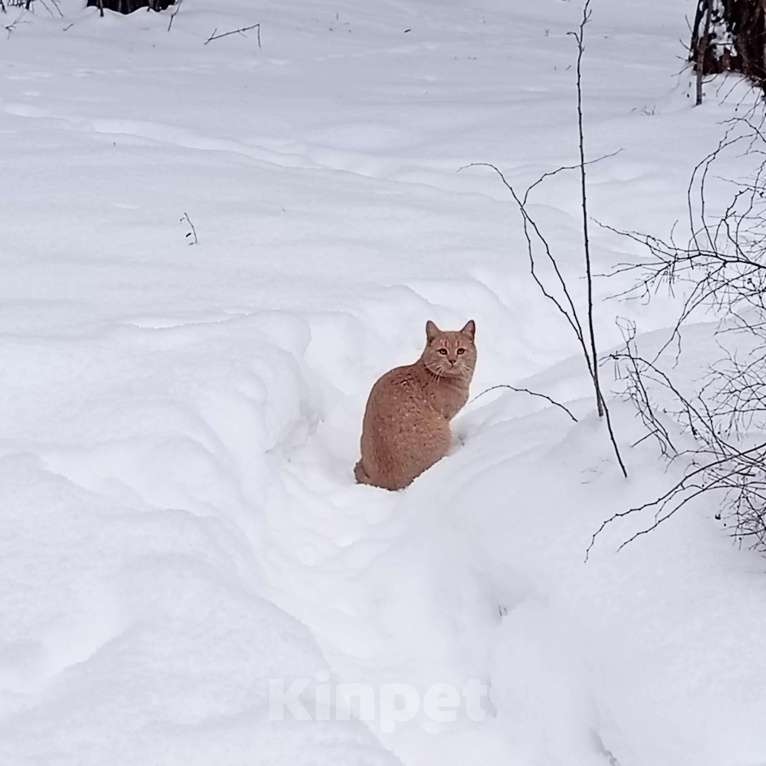 Кошки в Москве: Рыжий вежливый и тактичный кот Стив в добрые руки Мальчик, Бесплатно - фото 5