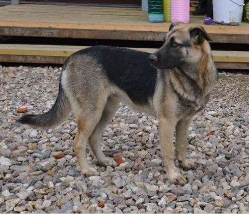 Собаки в Москве: Бесс и Брюс Девочка, Бесплатно - фото 3