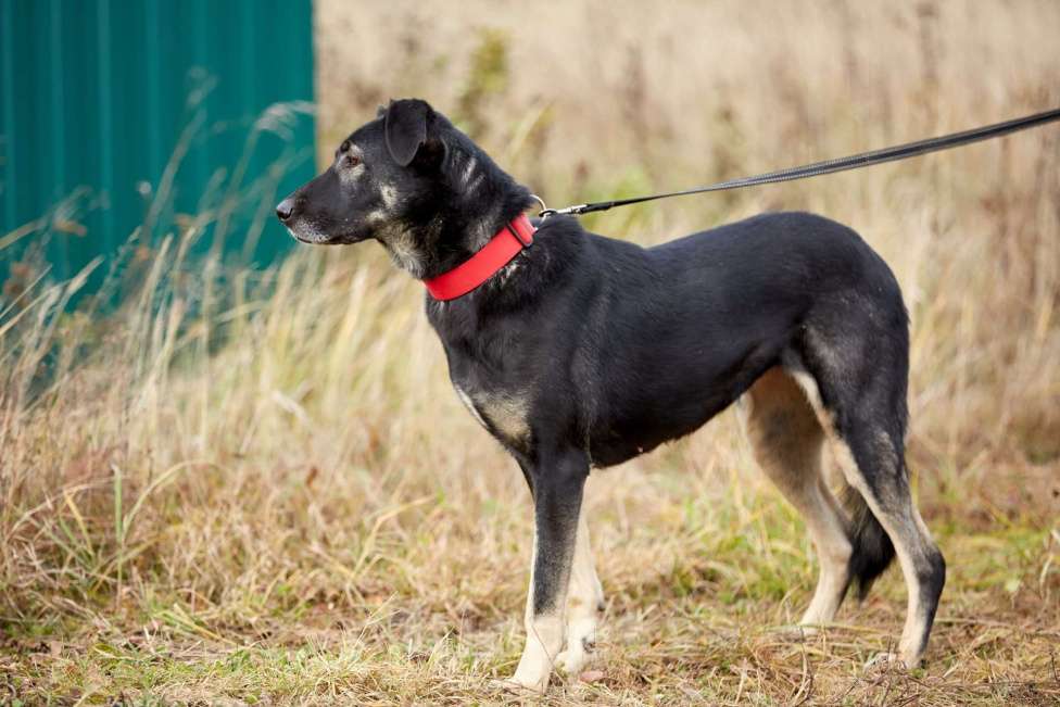 Собаки в Москве: Рута Девочка, Бесплатно - фото 10