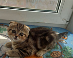 Кошки в Самаре: Продам котят Мальчик, 5 000 руб. - фото 1
