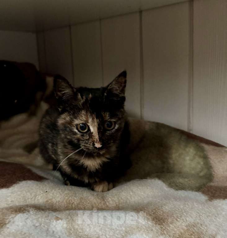 Кошки в Жуковском: Котенок очаровательная «черепашка» Девочка, Бесплатно - фото 8
