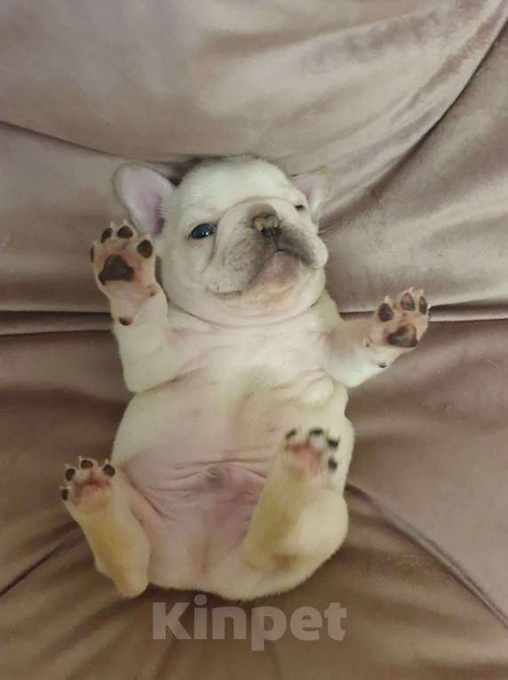 Собаки в Москве: Малыш Умка из мультика Мальчик, 70 000 руб. - фото 1