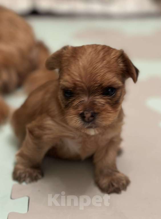 Собаки в Казани: Голддаст, Йорк, девочка, мини, бейби фейс Девочка, 60 000 руб. - фото 2