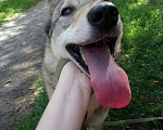 Собаки в Екатеринбурге: Лайка Ласка ищет дом (не для охоты), Бесплатно - фото 5