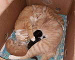 Кошки в Новочеркасске: Кошечки срочно ищут дом, Бесплатно - фото 2