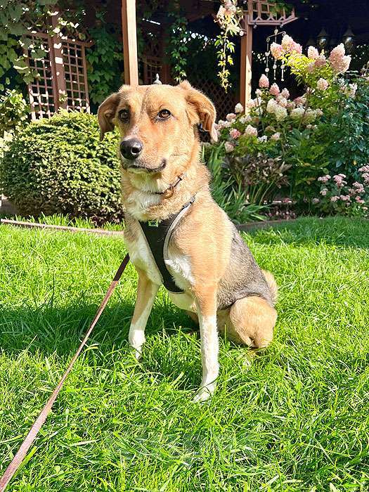 Собаки в Москве: Солнечная молодая собачка Шанти, отличный компаньон ищет дом Девочка, 10 руб. - фото 6