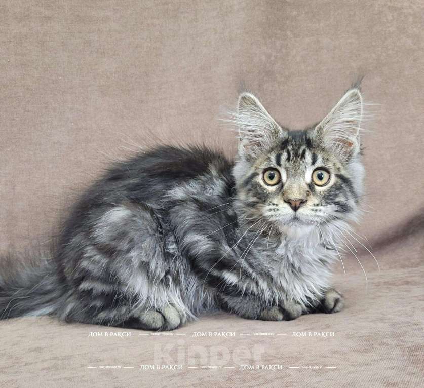 Кошки в Всеволожске: Кот мейн-кун Cooper Raksi Line Мальчик, Бесплатно - фото 3