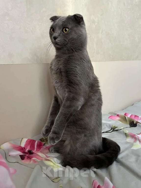Кошки в Москве: Ищу хорошего хозяина для кота Мальчик, 1 000 руб. - фото 1