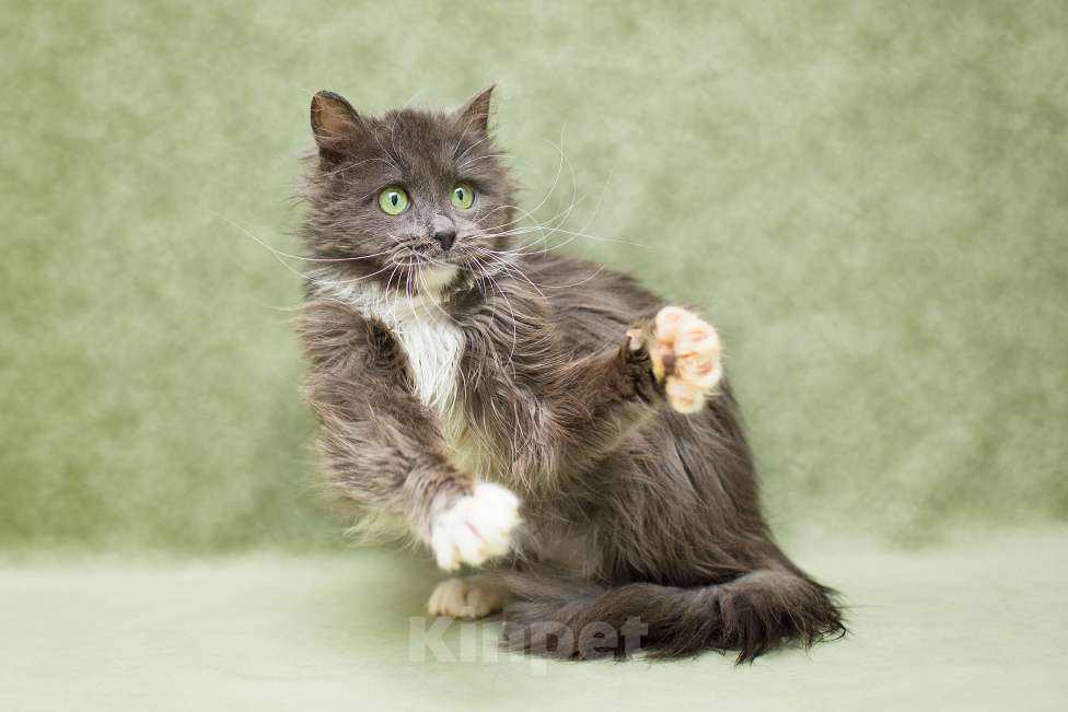 Кошки в Москве: Котенок в добрые руки Девочка, Бесплатно - фото 4