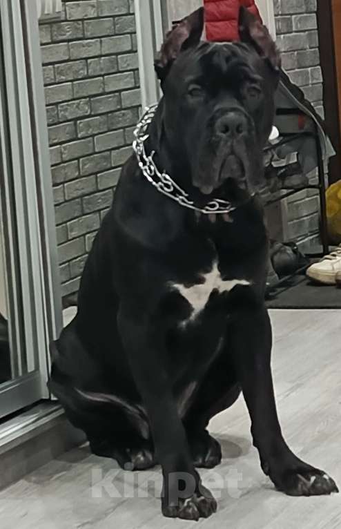 Собаки в Туле: Продам подрощенного щенка  Мальчик, Бесплатно - фото 3