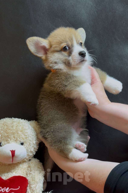 Собаки в других городах Московской области: Вельш корги пемброк мальчик с хвостиком Мальчик, 38 000 руб. - фото 8