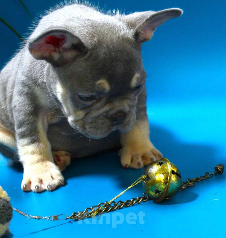 Собаки в Москве: Французский бульдог, щенок лиловая Девочка, 120 000 руб. - фото 3