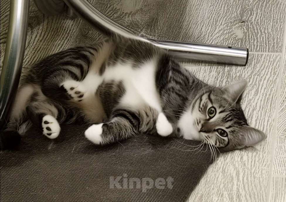 Кошки в Санкт-Петербурге: Котенок девочка Анфиса.  Девочка, Бесплатно - фото 5