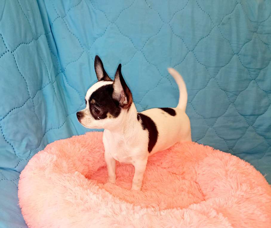 Собаки в Москве: Чихуахуа щенки Мальчик, 30 000 руб. - фото 5