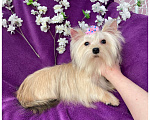 Собаки в Москве: Мини девочка йоркширского терьера золотая голддаст Девочка, 80 000 руб. - фото 1