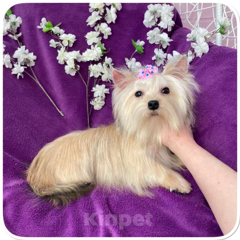 Собаки в Москве: Мини девочка йоркширского терьера золотая голддаст Девочка, 80 000 руб. - фото 1